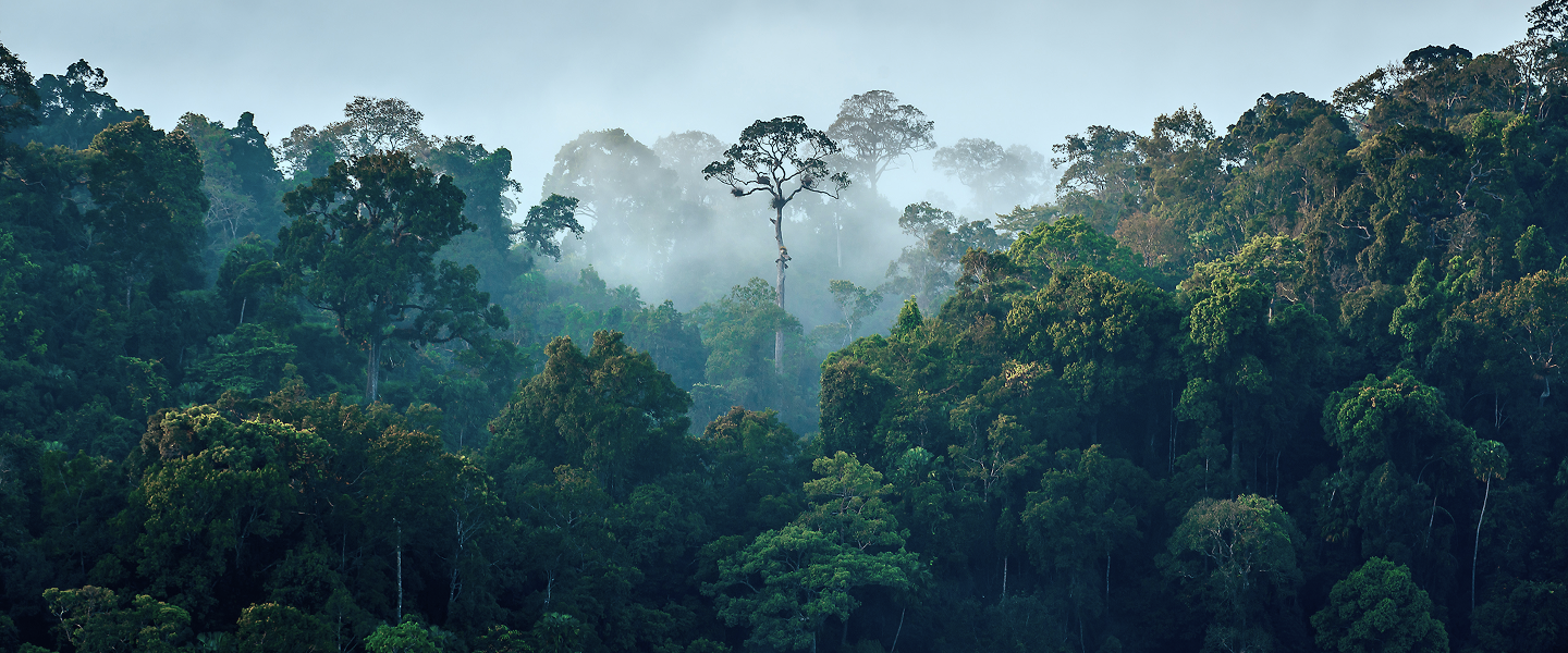 Forest Green Image